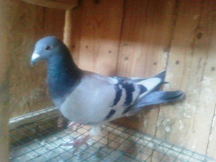 2014-11-21 11.52.51 - Lot de zbor 2015