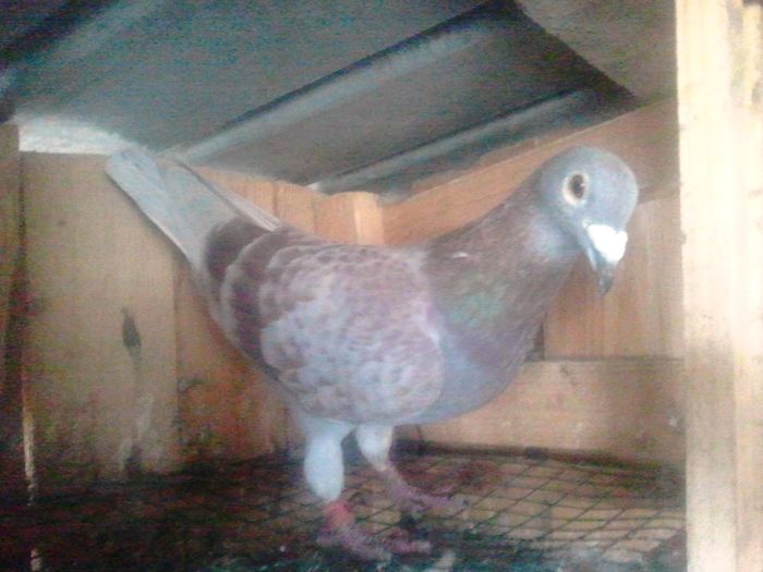 2014-11-21 11.54.55 - Lot de zbor 2015