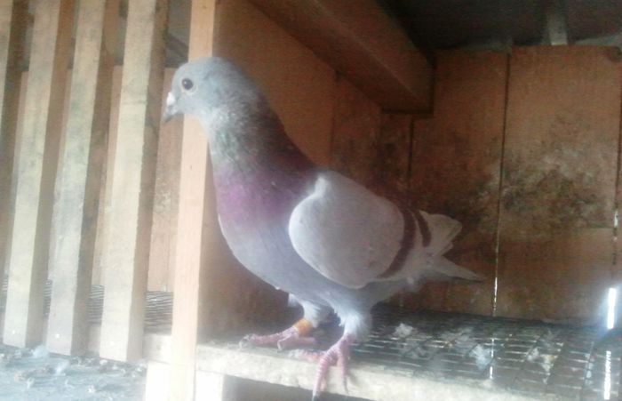 2014-11-21 11.56.27 - Lot de zbor 2015