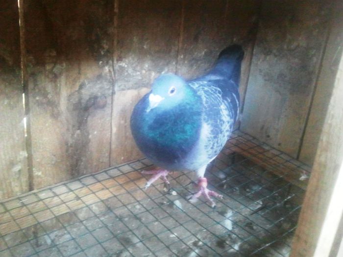 2014-11-21 11.57.27 - Lot de zbor 2015