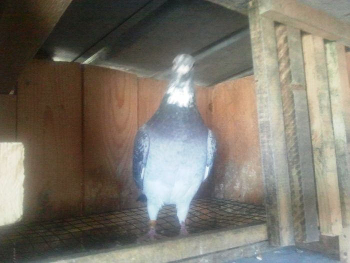 2014-11-21 11.57.34 - Lot de zbor 2015