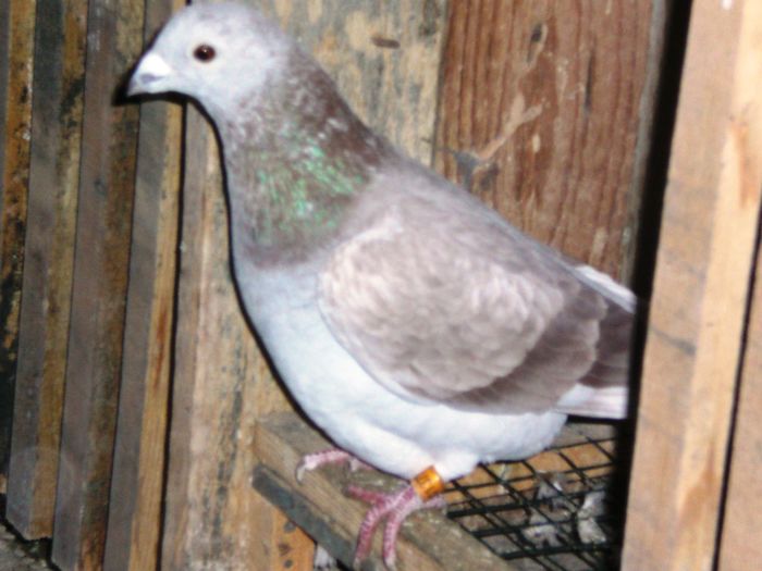 CIMG0735 - Lot de zbor 2015