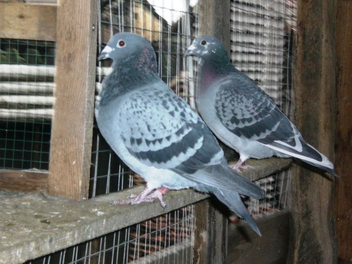 CIMG0740 - Lot de zbor 2015