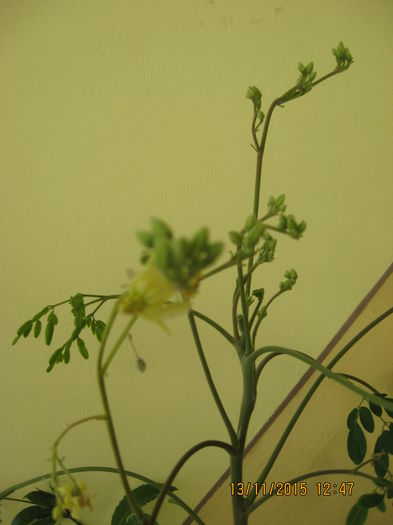 iar florile nu au intirziat sa apara. - Arborele vietii- Moringa oleifera