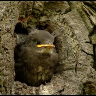 94305_67ba407cd56e50042ac962b5ae2da155_mdsq - BIRDS