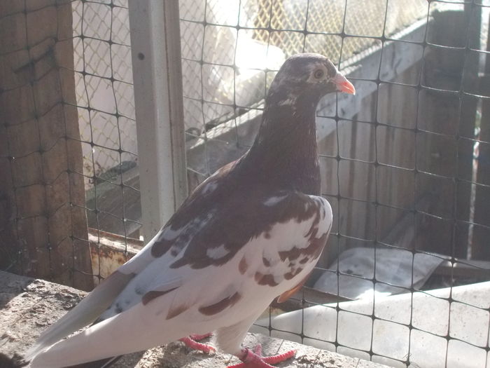 cadou de la dl cimpy