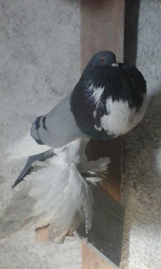 masc.2014 - Gusati de pomerania 2016