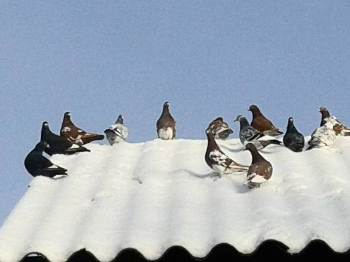 iarna -2015; mulţi în zăpadă pentru prima dată .
