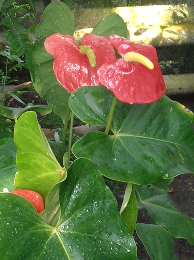 PA040882
