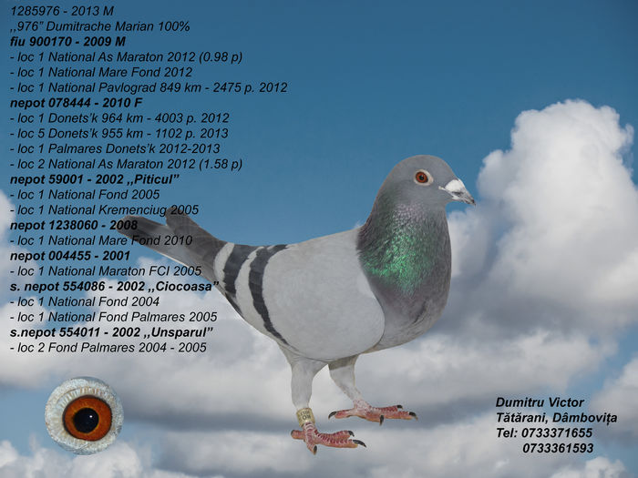 Dumitrache Marian 100%-350 lei