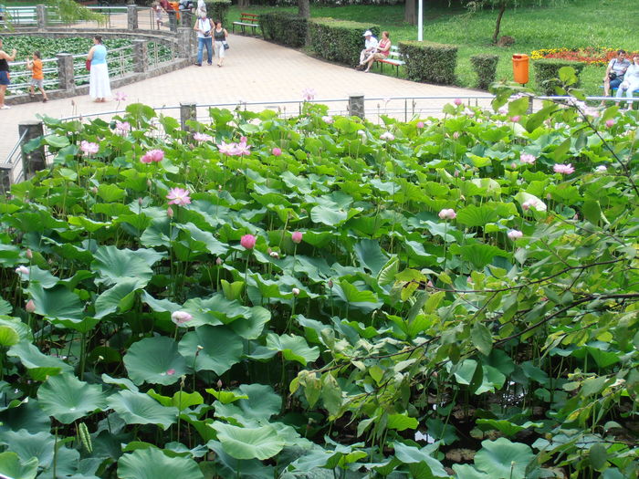 P7270034