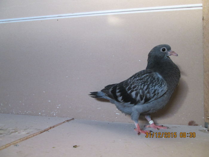 2015-12-31 08.39.17 - tippleri de inaltime