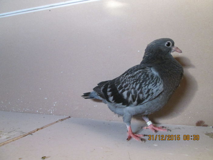 2015-12-31 08.39.28 - tippleri de inaltime