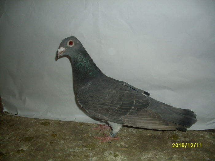 f - voiajori colorati posibile perechi 2016