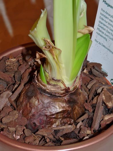 ... inca 2 boboci! - Amaryllis
