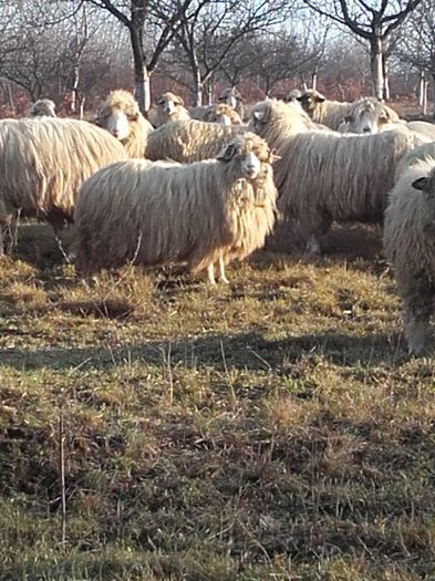 20151227_144449 - tucana alba