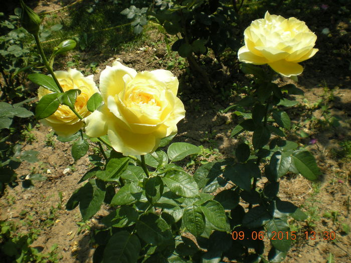 DSCN2291 - trandafiri