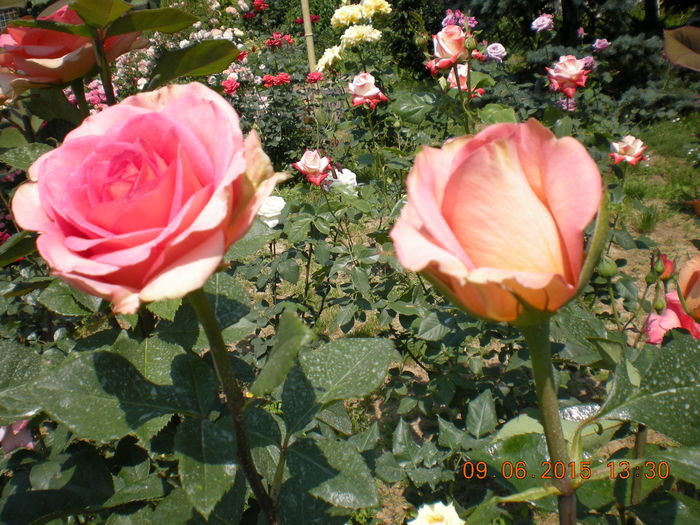 DSCN2292 - trandafiri