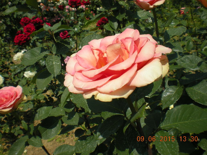 DSCN2293 - trandafiri