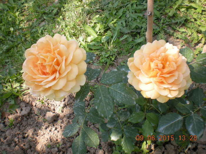 DSCN2285 - trandafiri