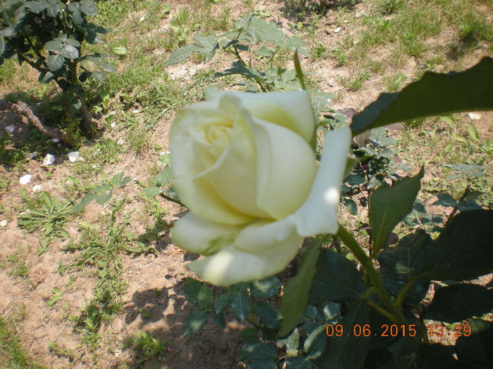 DSCN2286 - trandafiri