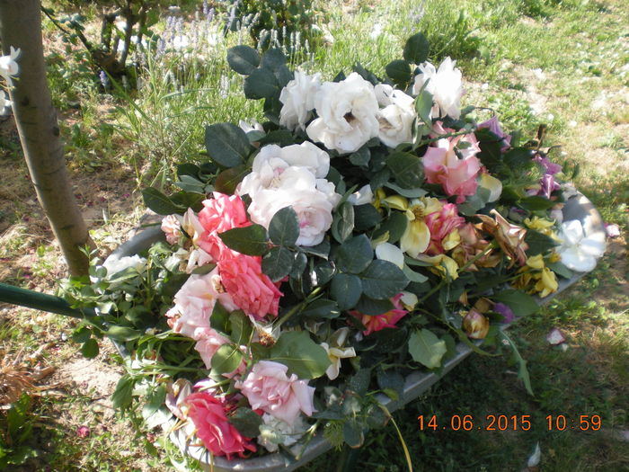 DSCN2295 - trandafiri