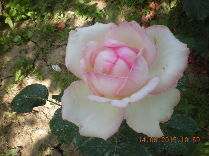 DSCN2296 - trandafiri