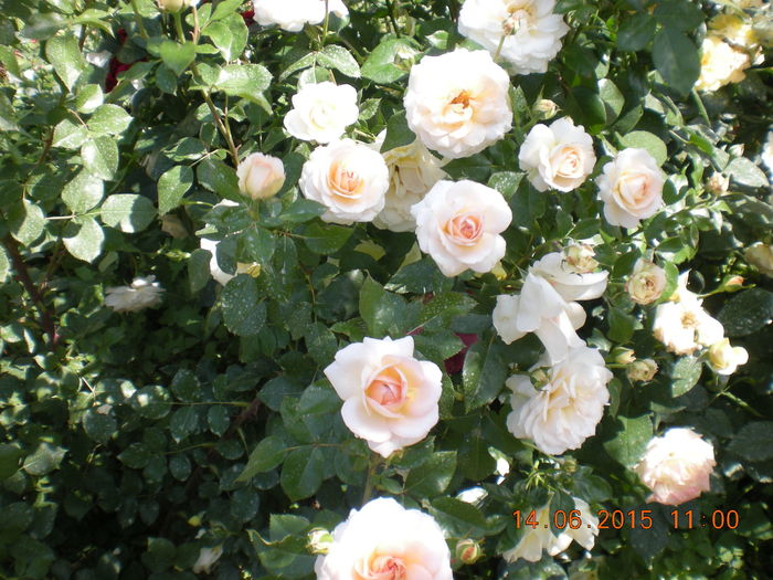 DSCN2297 - trandafiri