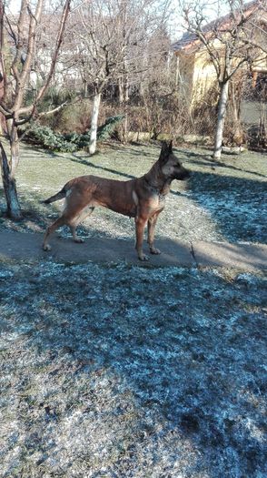 IMG_20160101_115520 - CIOBANESC MALINOIS