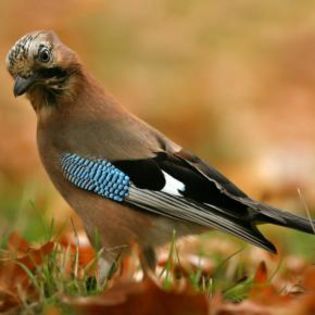 95687_06ff54b147edf2b69c7a33699d2643e4_mdsq - BIRDS