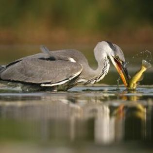 95843_6c917e7c572d64cae8cdf034d7e081f6_mdsq - BIRDS