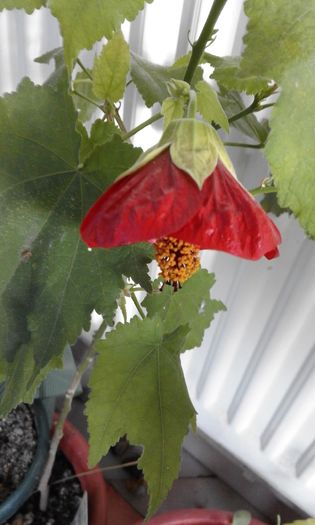 025 - Abutilon