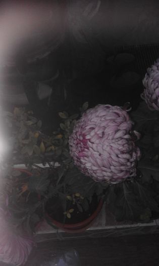 034 - Crizanteme
