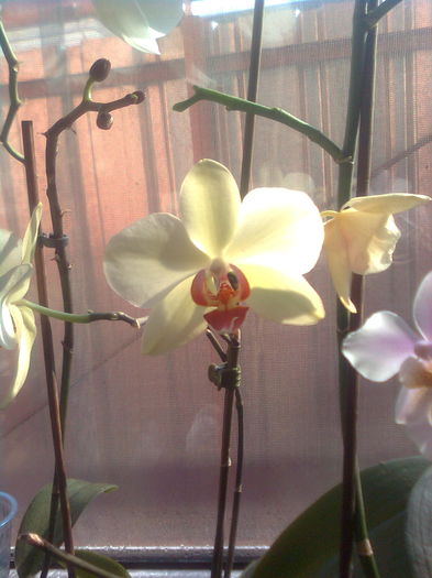 124 - Orhidee