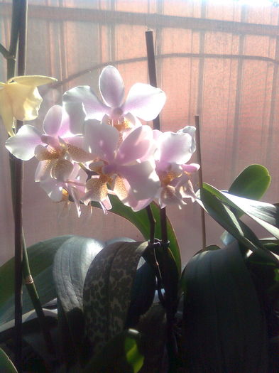 125 - Orhidee