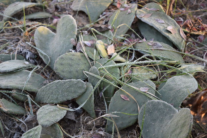 cactusi care rezista iarna afara - DE PRIN NATURA