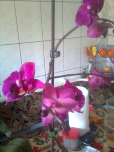 200 - Orhidee