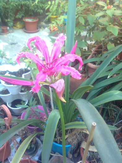 229 - nerine