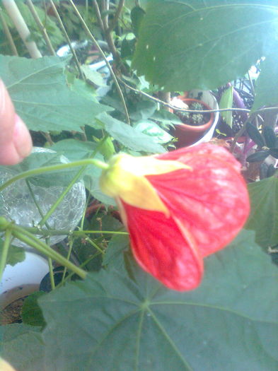 249 - Abutilon