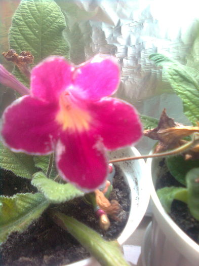 287 - streptocarpusi