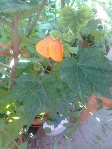 288 - Abutilon