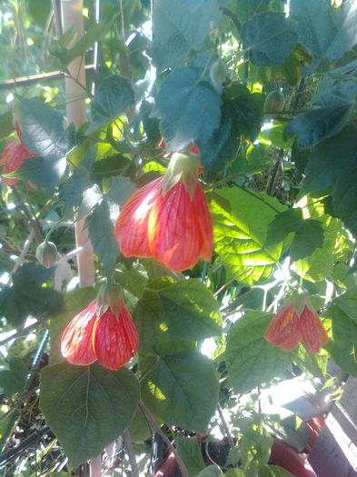 289 - Abutilon