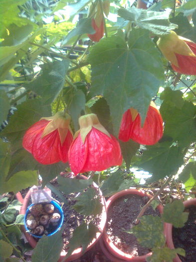 290 - Abutilon