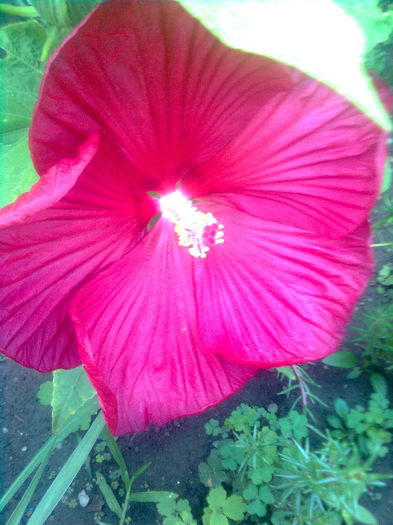 321 - Hibiscus de gradina