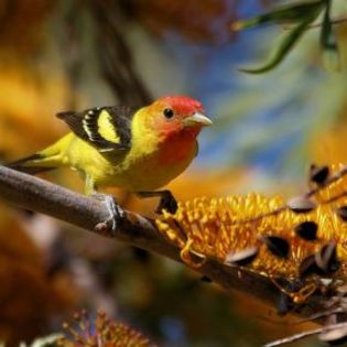 95935_60fa7fc840cfa4456cb004496906ebba_mdsq - BIRDS