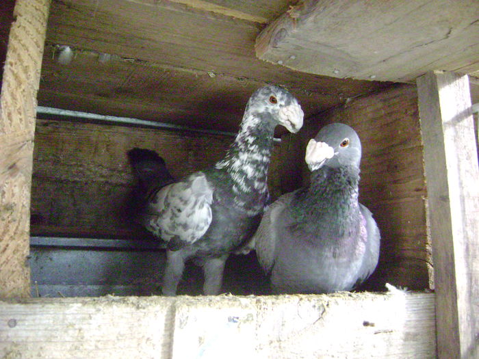 vanduta primi mei v.germani