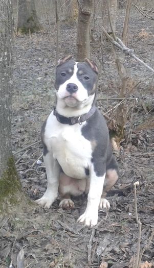 GOLDYE 6 luni - PITBULL GOLDYE tricolor blue femela