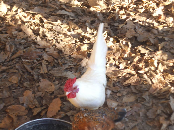 noua achizitie 2016 (cocos 2015)