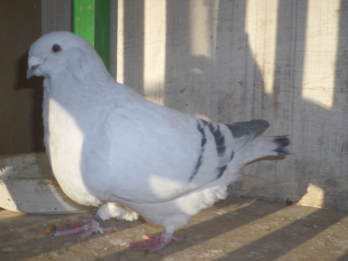 SAM_9016 - INSTANTANEE PRIN VOLIERA