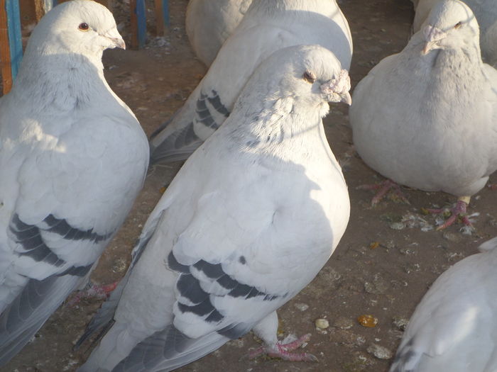 SAM_9018 - INSTANTANEE PRIN VOLIERA